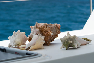 Conch shells