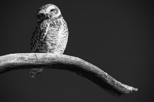 Pich&oacute;n de lechuza pampa