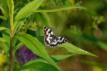 Marbled white butterfly in its natural environment in field, Danubian wetland, Slovakia, Europe