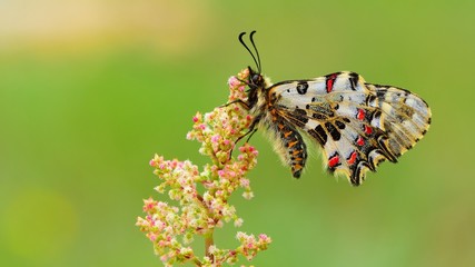 Zerynthia cerisyi  67