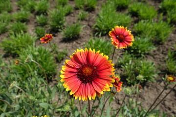 Red and yellow flower head of blanketflower