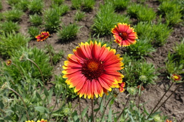 Yellow and red blanket flowers in May