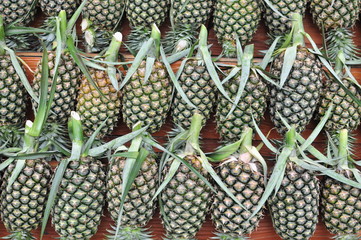 A bunch of pineapples on the fruit stall for sale, arranged in rows, front view