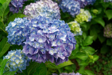 Ultra violet spring flowers in sunny day, postcard mockup