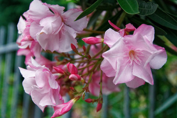 Pink magnolia spring flowers in sunny day, postcard sample, greeting background
