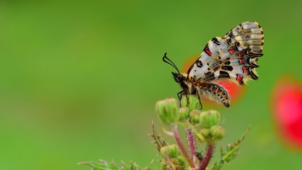 Zerynthia cerisyi  69