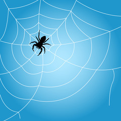 Spider sits on web - outline of cobweb