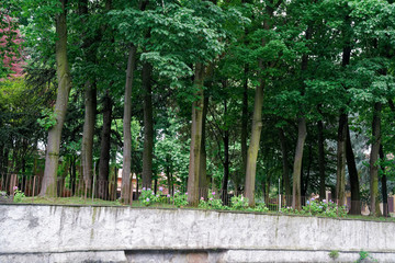 Green scene in public park, trees flowers and garden environment