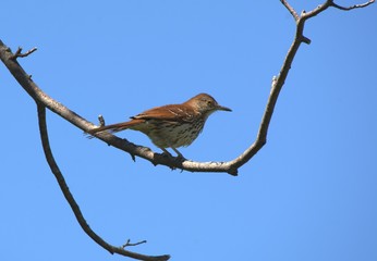 Brown Thrasher on a branch