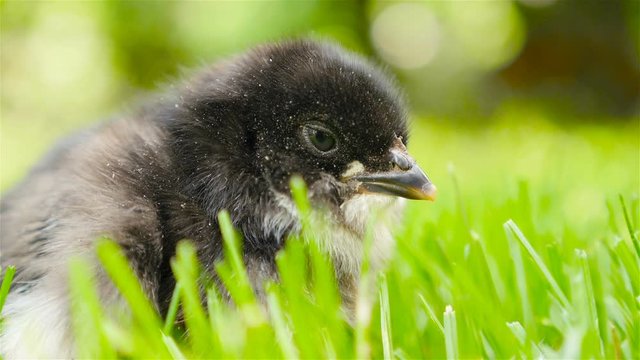 Newborn chick in the grass. Opens the beak