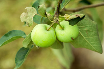 Green apples on branch