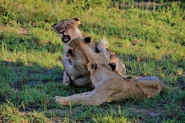Fototapeta premium Lion Cubs Playing