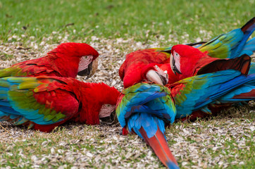 Beautiful red macaw in the Brazilian wetland.