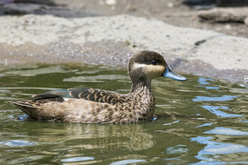 Wild duck on the water