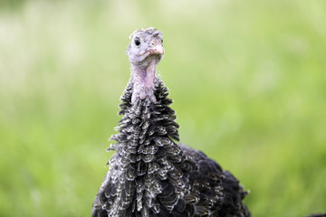 Junge Bronzepute auf gr&uuml;ner Wiese in Freilandhaltung