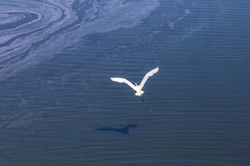 Fototapeta na wymiar White bird flight on blue background. Freedom concept. Great egret, common egret, large egret , great white egret, great white heron
