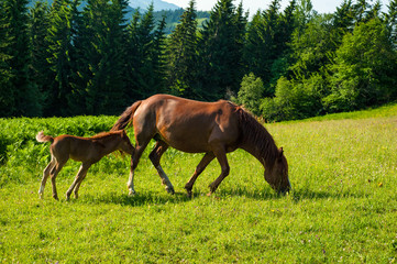 Grazing mother horse with foal at high-land pasture at Carpathian Mountains in rays of sunset....