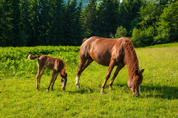 Obraz na płótnie Canvas Grazing mother horse with foal at high-land pasture at Carpathian Mountains in rays of sunset. Picture of summer pasture on a background of mountains.