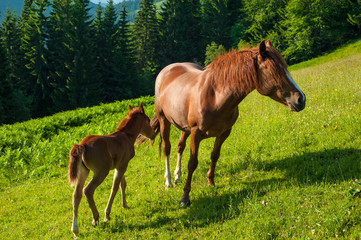 Grazing mother horse with foal at high-land pasture at Carpathian Mountains in rays of sunset. Picture of summer pasture on a background of mountains.