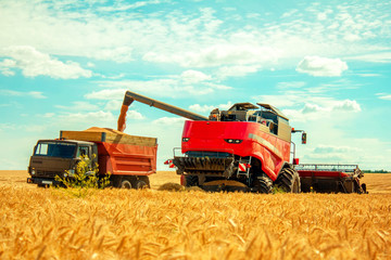 grain harvester on wheat field pouring grain into the truck