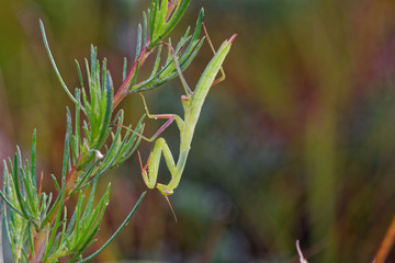 European mantis in grass in summer field, Danubian wetland, Slovakia, Europe