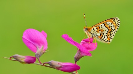 Melitaea cinxia  72