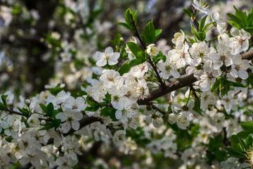 branch of cherry blossom