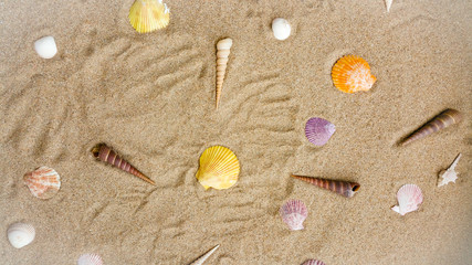 Sea shells on sandy beach Summer background .