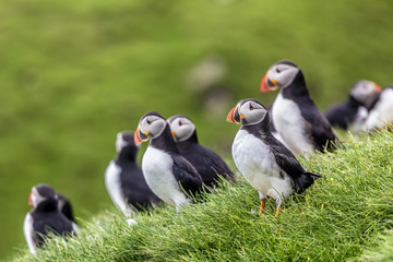 Fratercula arctica in mykines,faroe