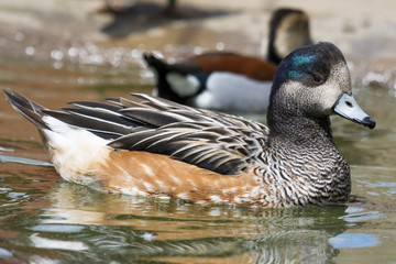 Wild duck on the water