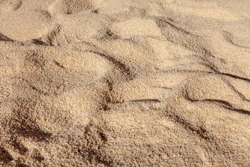 Fototapeta na wymiar Sea shells on sandy beach Summer background .