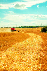 harvester harvests wheat on field