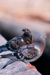 Gray Pigeon couple at Pier 39 San Francisco