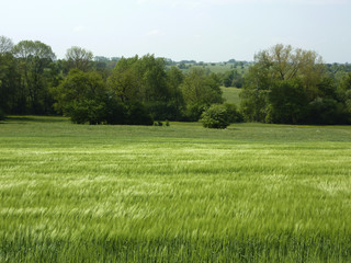 Getreidefeld im Bliesgau
