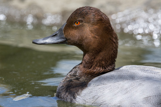 Portrait of wild duck on the water