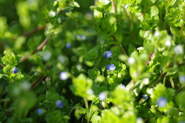 オオイヌノフグリ（Veronica persica）