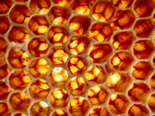 empty wax bee texture