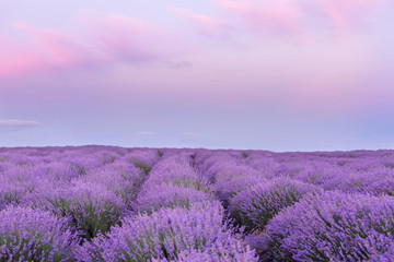 Naklejka na ściany i meble A gentle pink sunset in a lavender field. Flowering of lavender. 