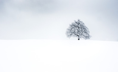 A lonesome tree
