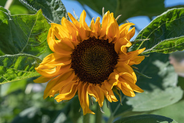 Obraz premium Sonnenblume