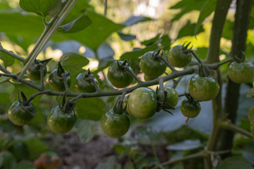 Frische Chrerry tomaten am Strauch