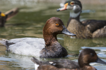 Wild duck on the water