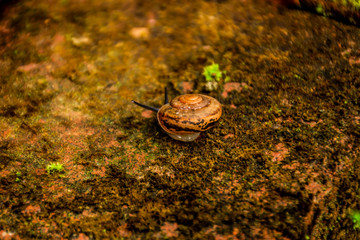 Snail on the  stones in the garden.