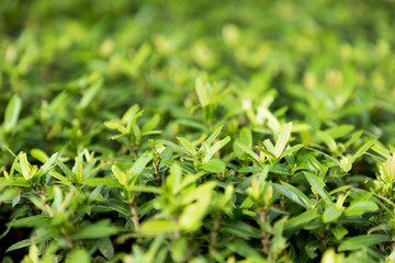 Fototapeta na wymiar green grass pattern outdoor texture and background