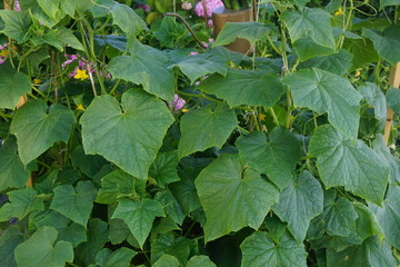 Cucumber growing in the garden