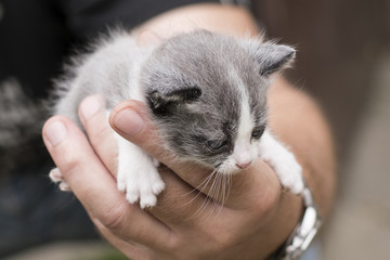 A kitten slick in a man's hand.