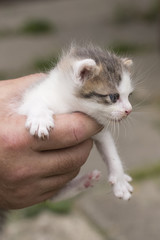 A kitten slick in a man's hand.