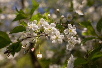 Cherry plum tree blossom. Blooming tree branch on the sunny spring day. Real natural photo background.