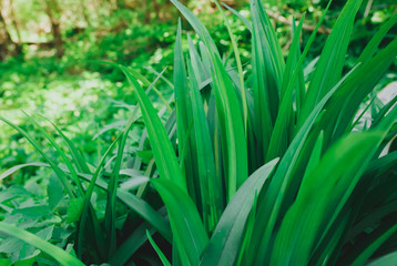 Green leaves outside in the yard. Natural rustic background and natural texture. Plants in the sun lights outdoors.