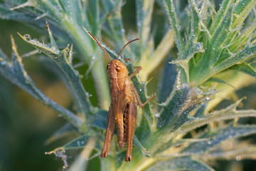 Brown grasshopper in thistle leaves with morning dew, Danubian wetland, Slovakia, Europe